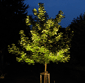 Baum bei Nacht